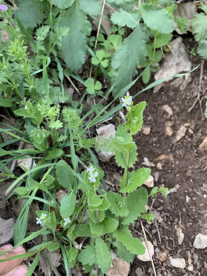 Arabis auriculata