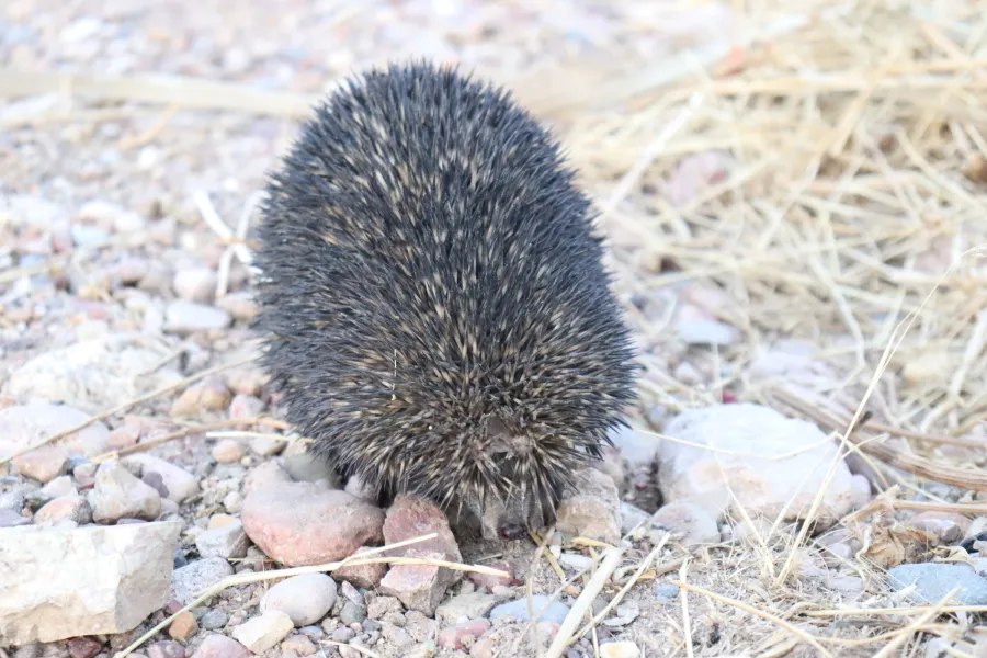 Brandt's hedgehog
