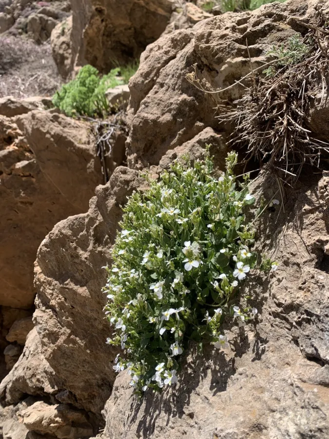 Arabis caucasica