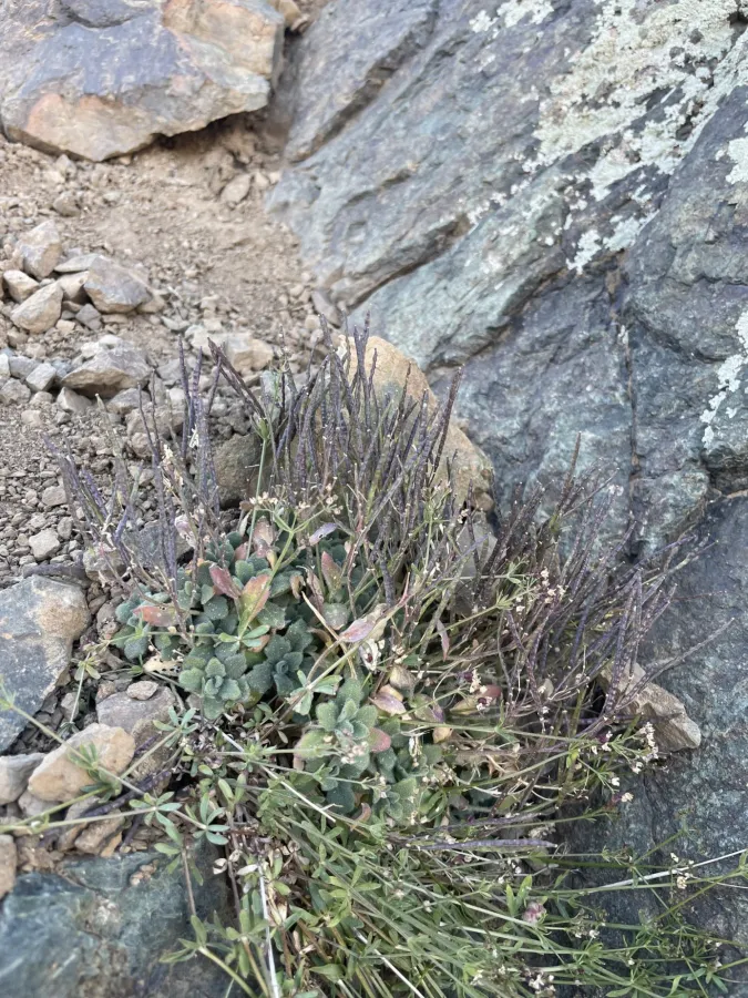 Arabis caucasica