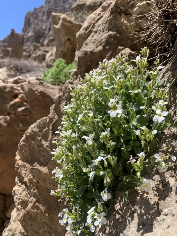 Arabis caucasica