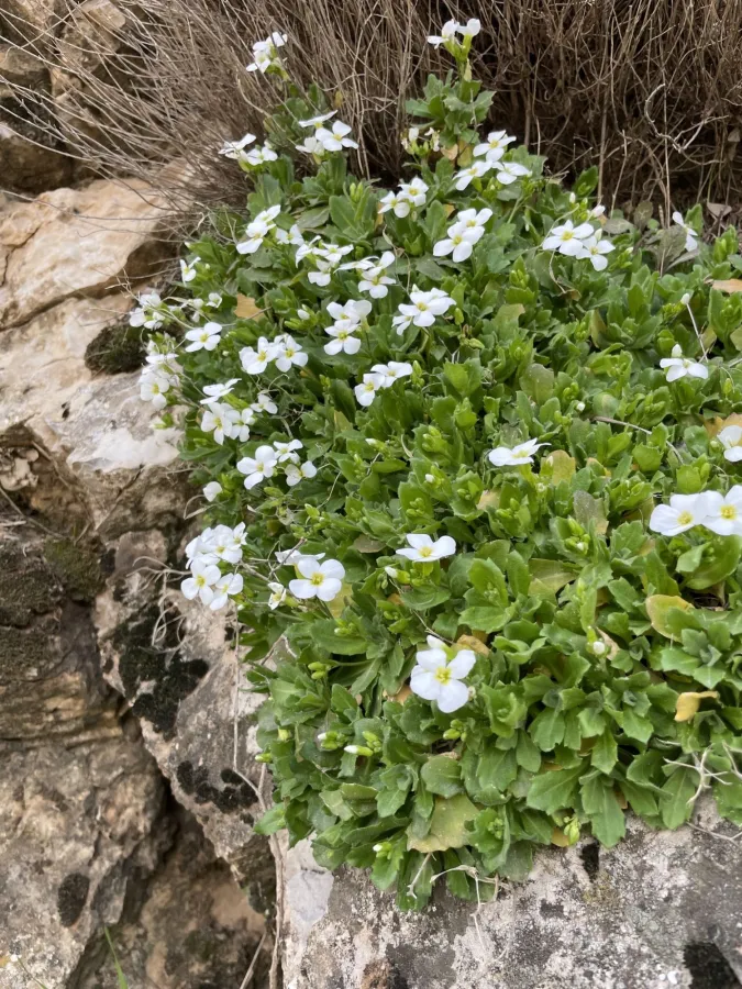 Arabis caucasica