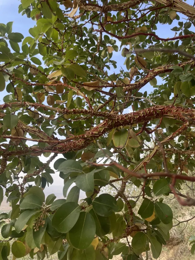 Arbutus andrachne