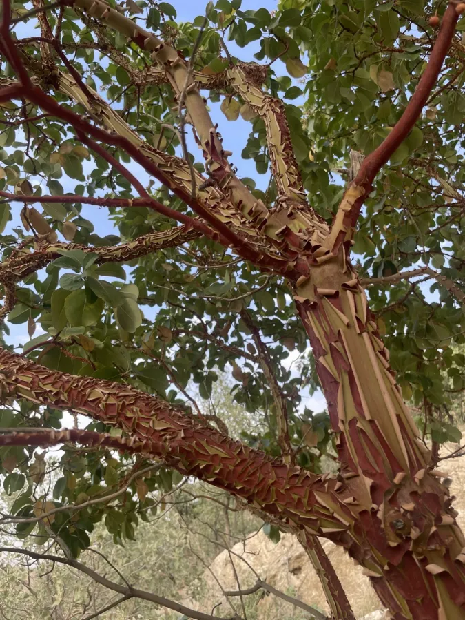 Arbutus andrachne