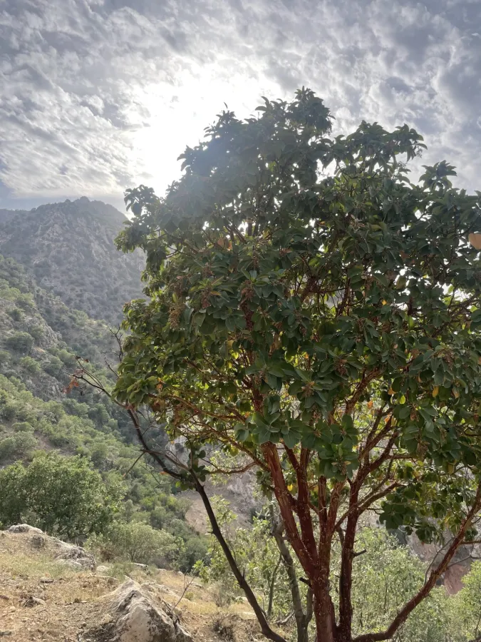 Arbutus andrachne