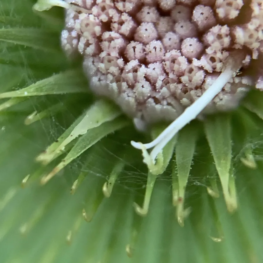 Arctium lappa