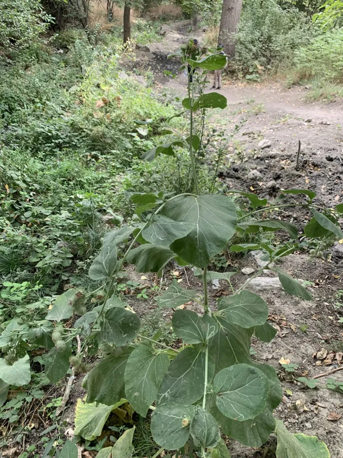 Arctium lappa