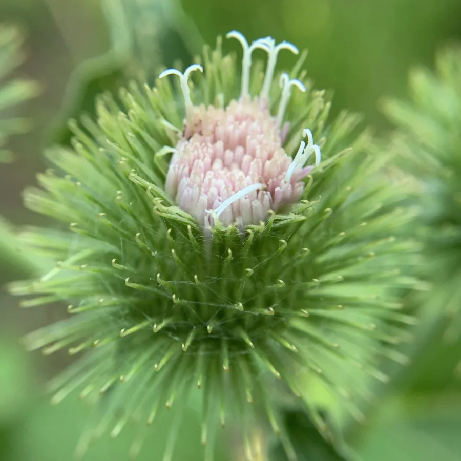 Arctium lappa