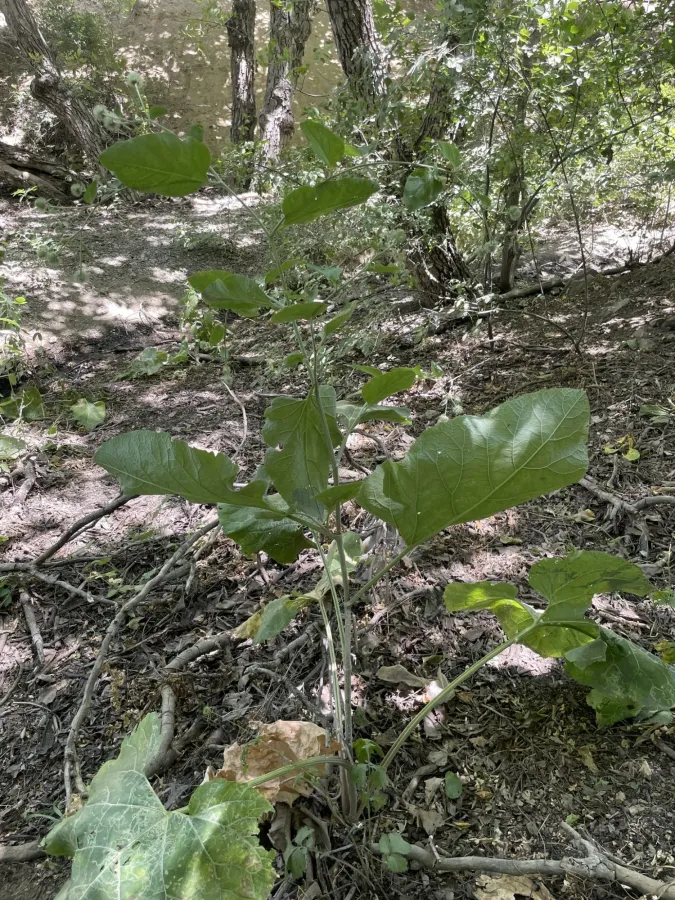 Arctium lappa