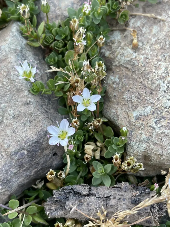 Arenaria balansae