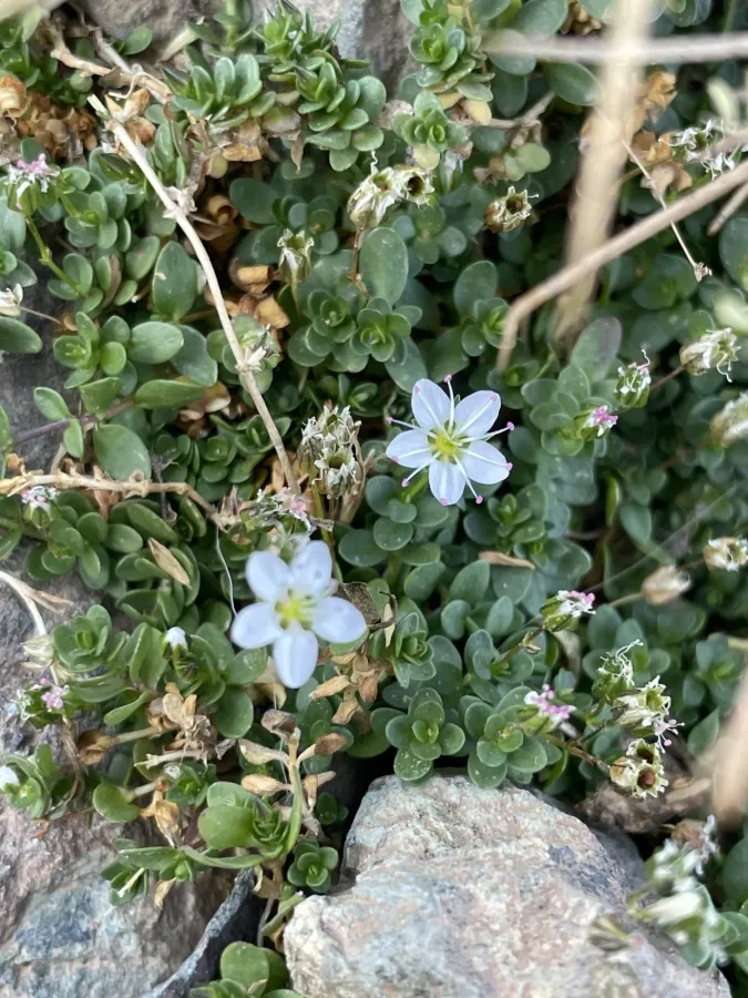 Arenaria balansae