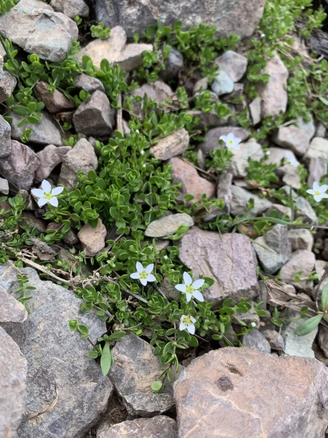 Arenaria balansae