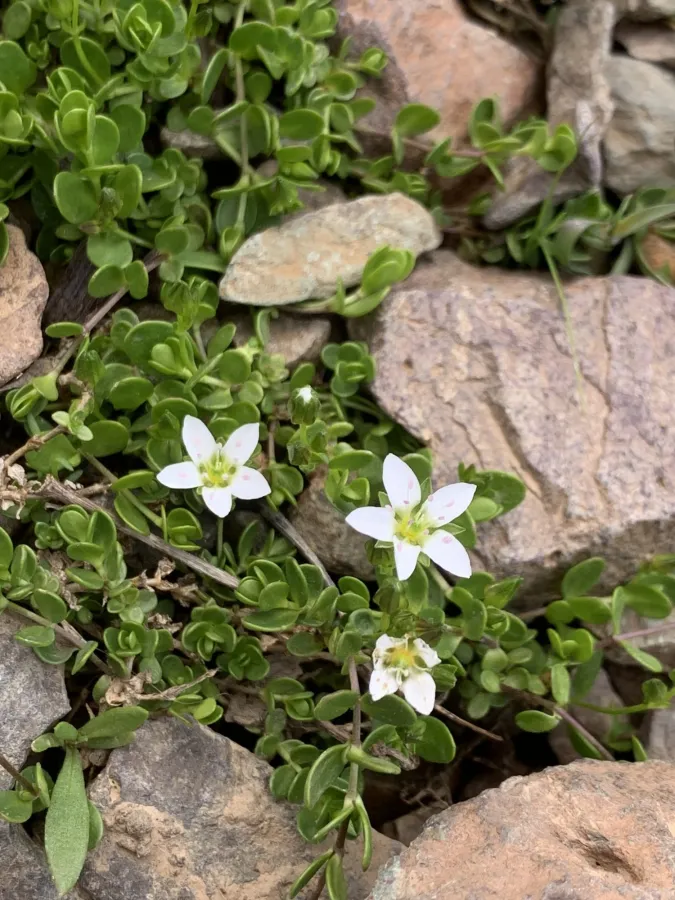 Arenaria balansae