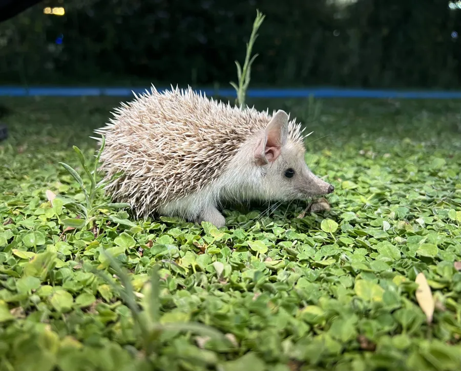 Long-eared hedgehog