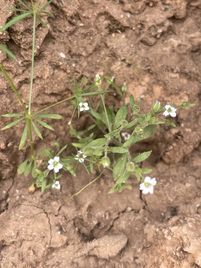 Arenaria kurdica