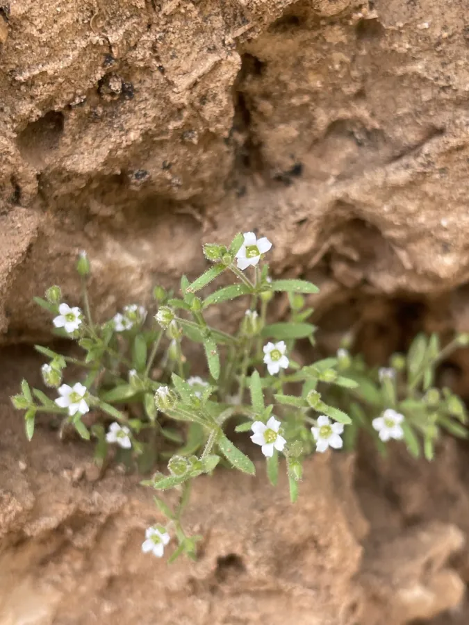 Arenaria kurdica