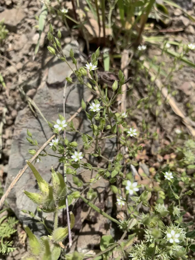 Arenaria serpyllifolia