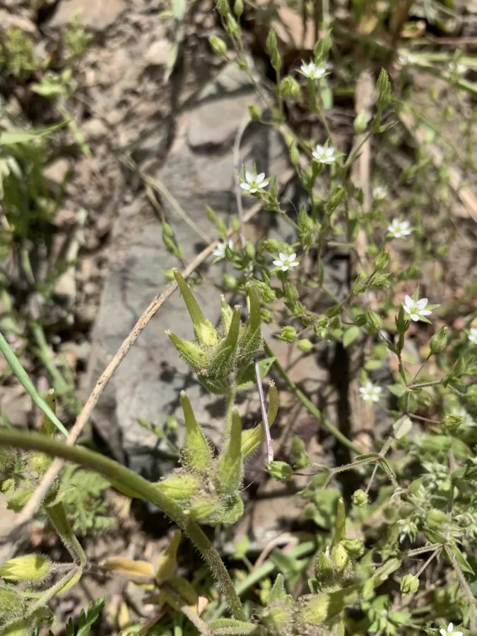 Arenaria serpyllifolia