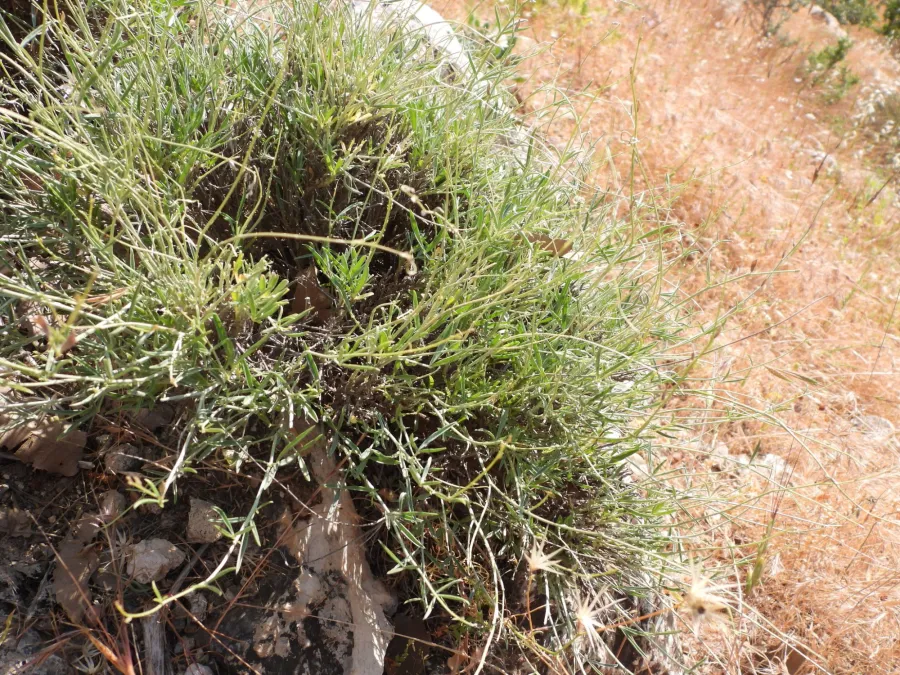Argyrolobium crotalarioides