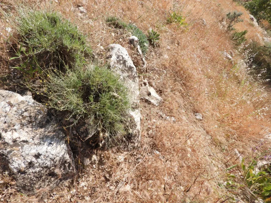 Argyrolobium crotalarioides