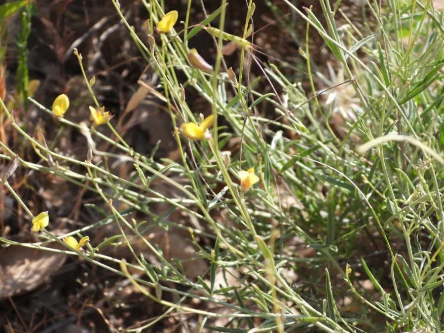 Argyrolobium crotalarioides