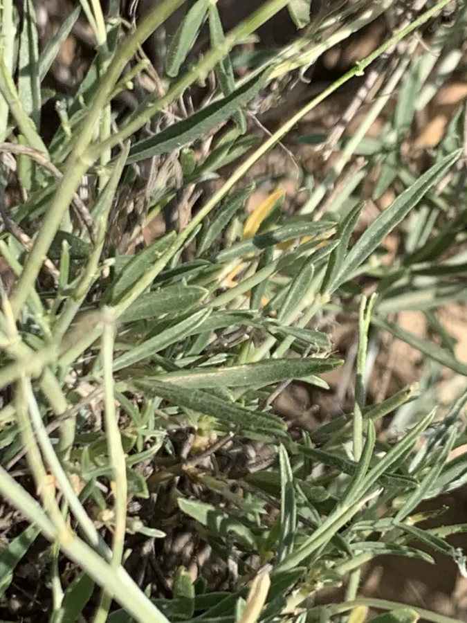 Argyrolobium crotalarioides