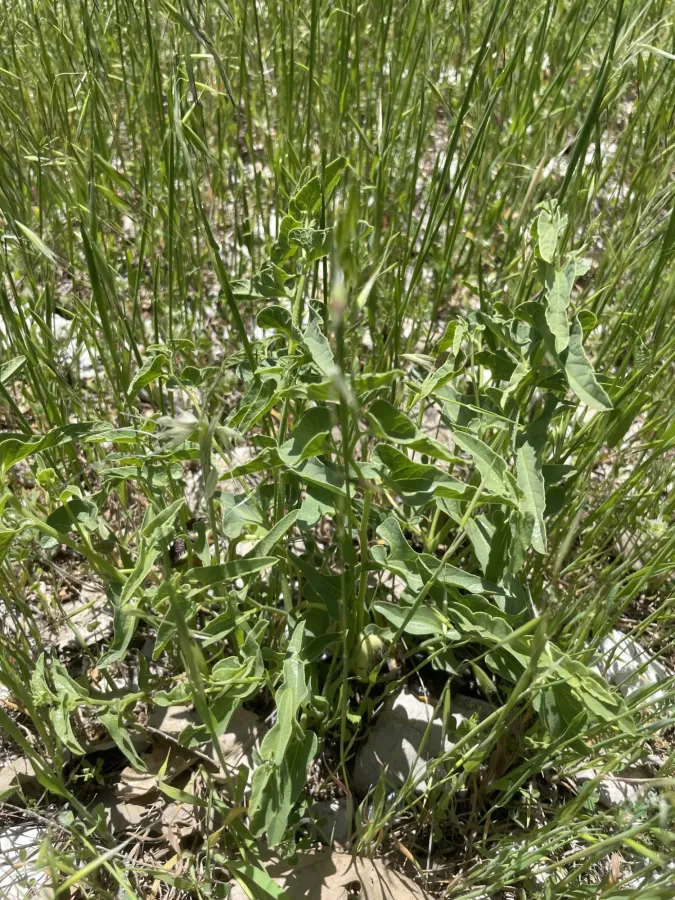 Aristolochia bottae
