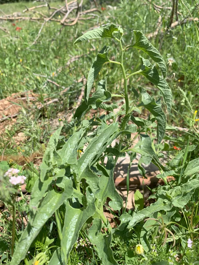Aristolochia bottae