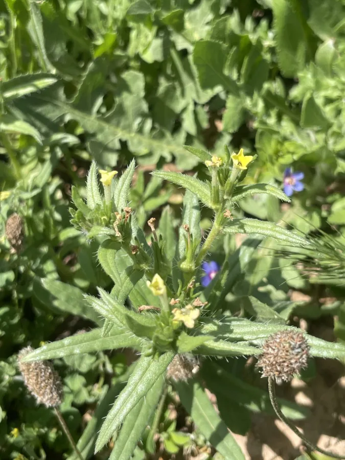 Arnebia decumbens