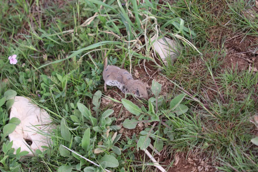 Lesser White-toothed Shrew