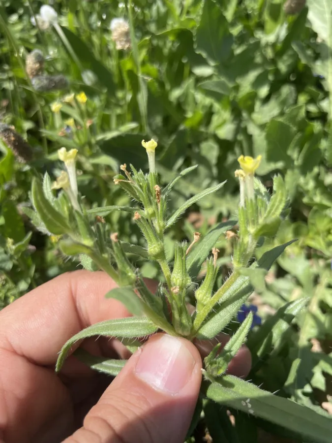 Arnebia decumbens