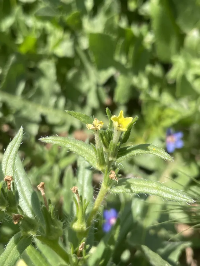 Arnebia decumbens