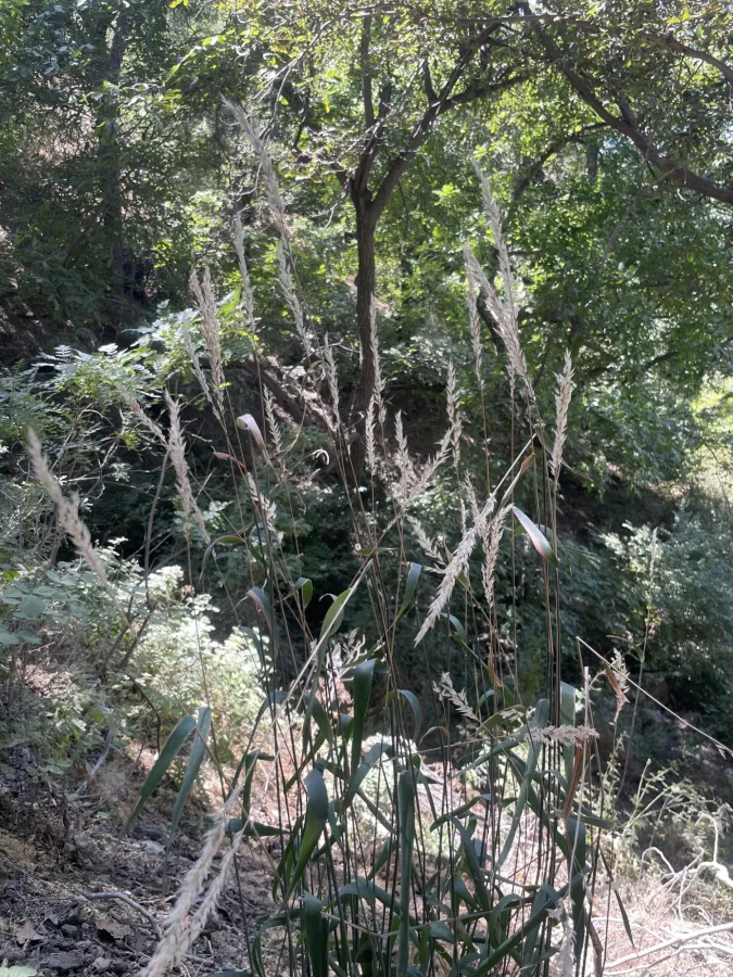Arrhenatherum elatius