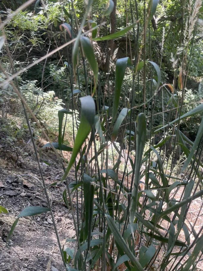 Arrhenatherum elatius