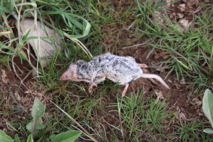 Lesser White-toothed Shrew
