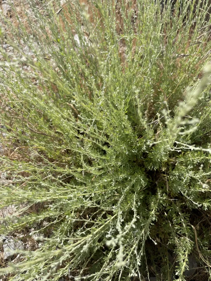 Artemisia haussknechtii