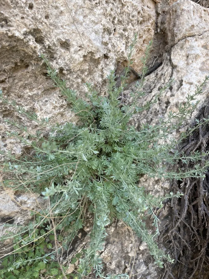 Artemisia haussknechtii