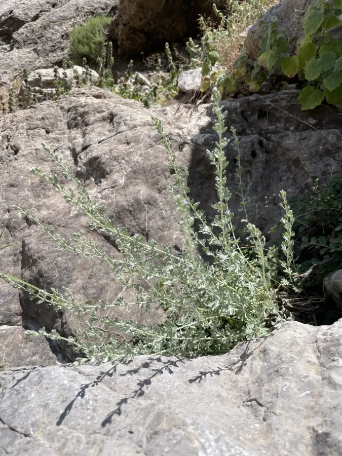 Artemisia haussknechtii