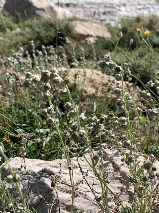 Artemisia splendens