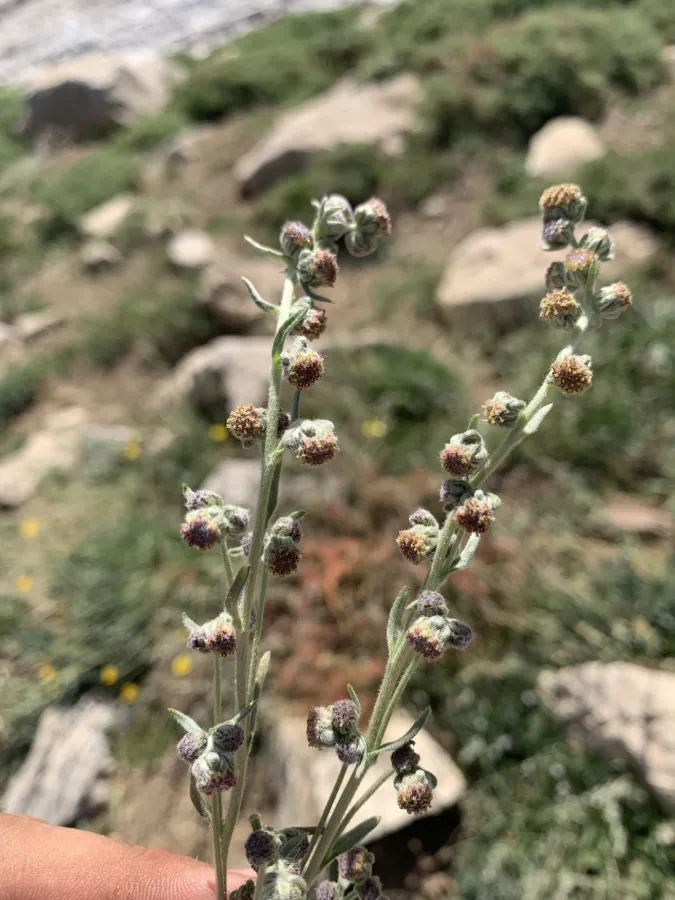 Artemisia splendens