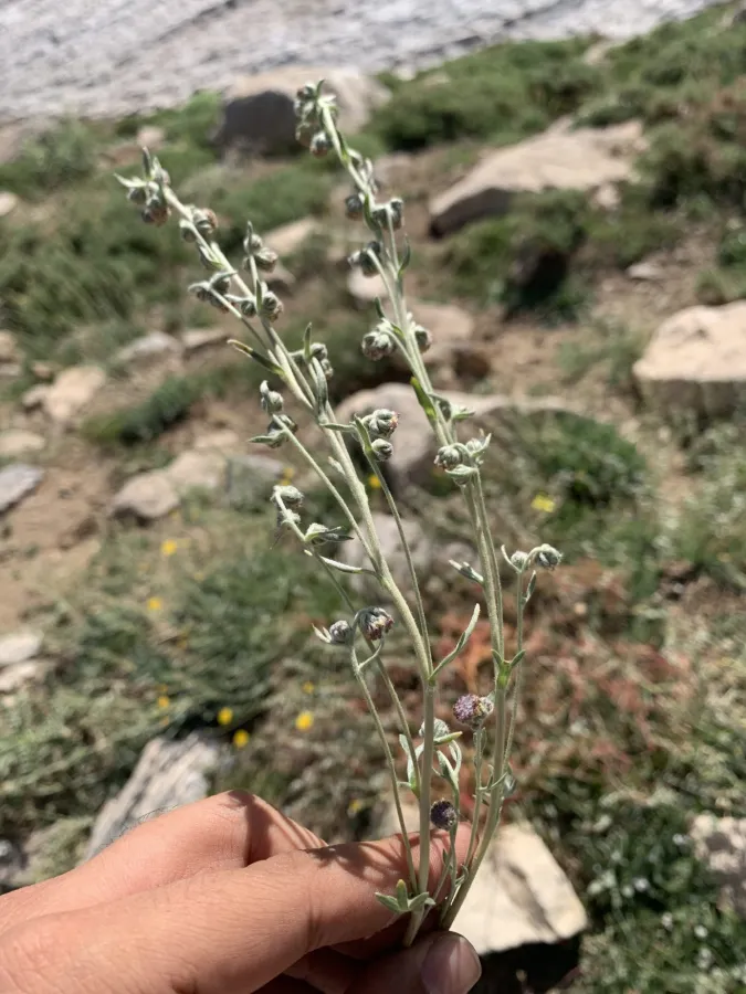 Artemisia splendens