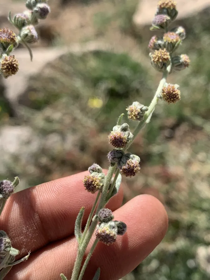 Artemisia splendens