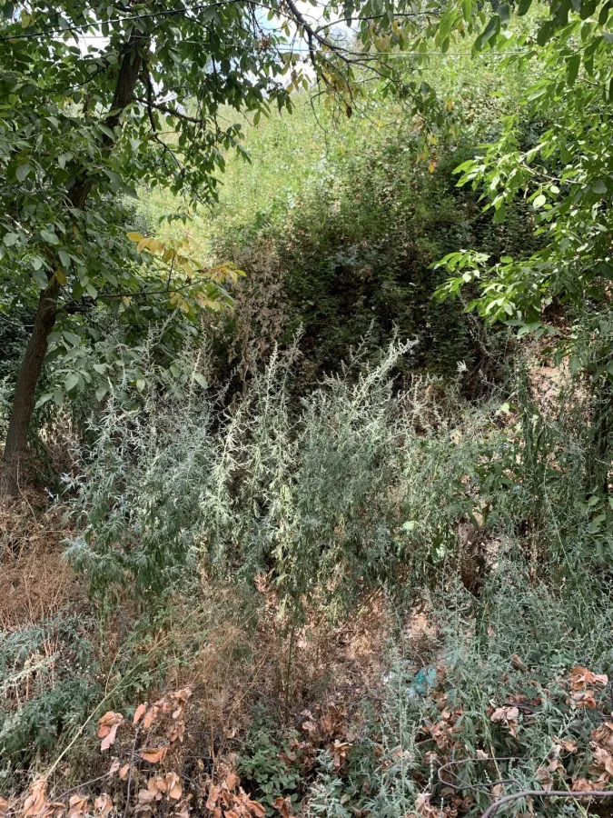 Artemisia vulgaris