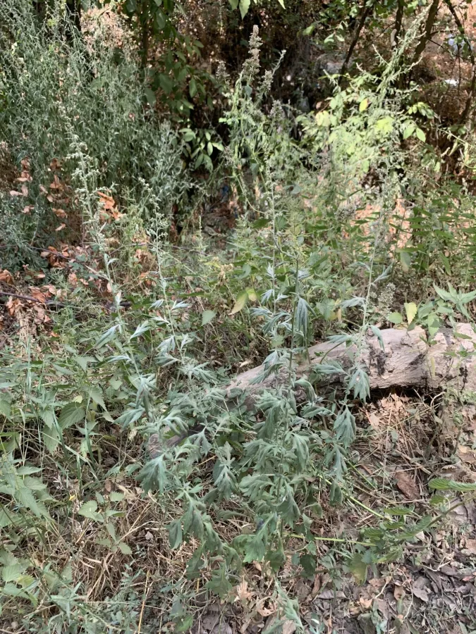 Artemisia vulgaris