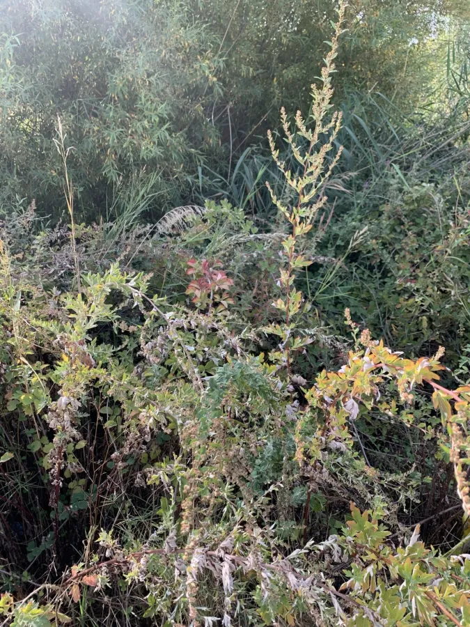 Artemisia vulgaris