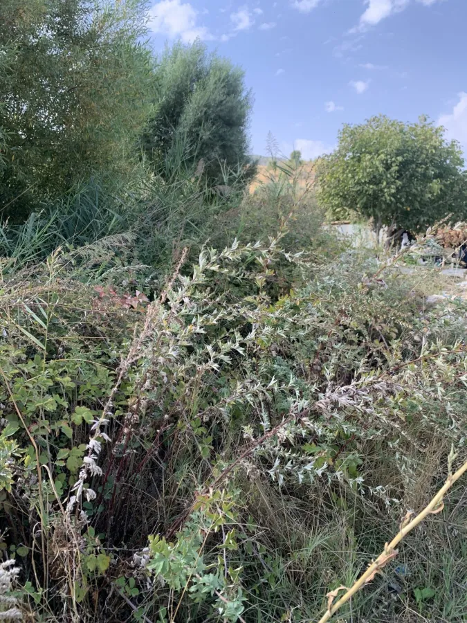 Artemisia vulgaris