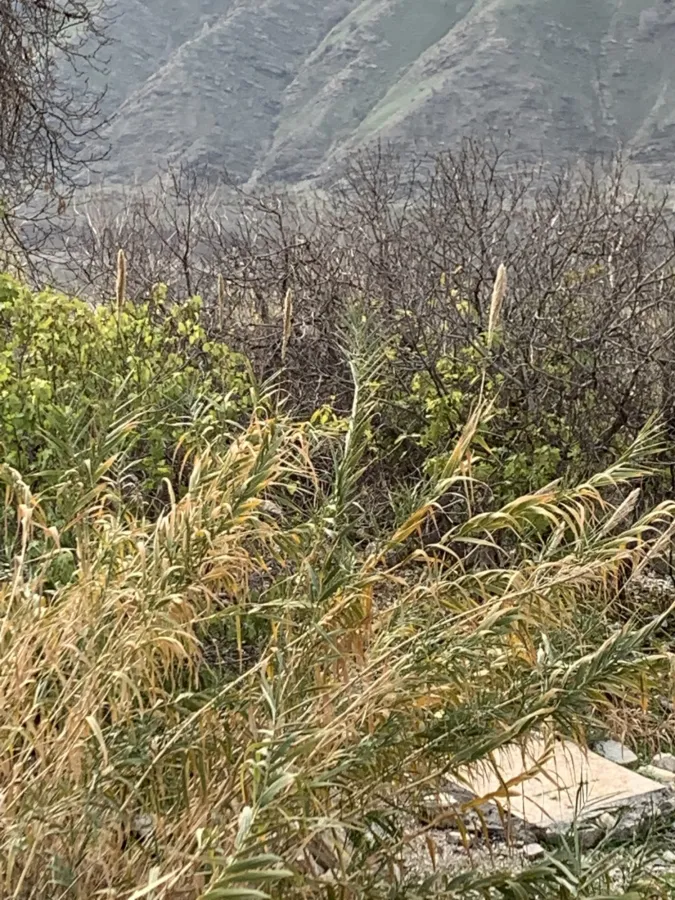 Arundo donax