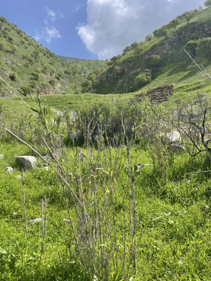Arundo donax