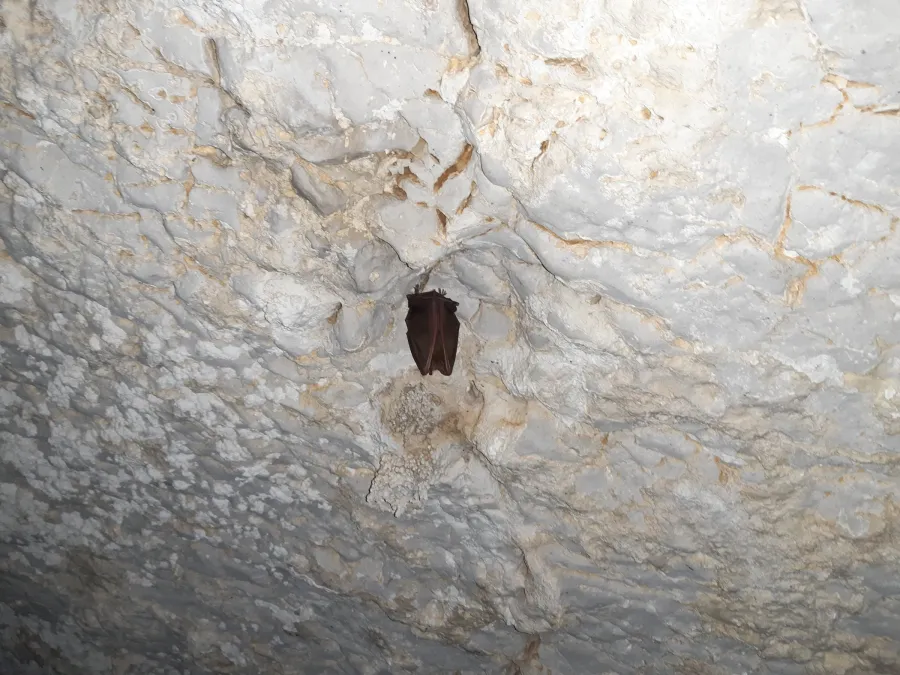 Greater Horseshoe Bat