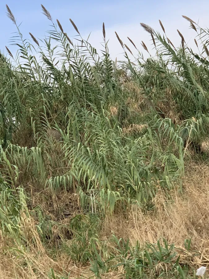 Arundo donax